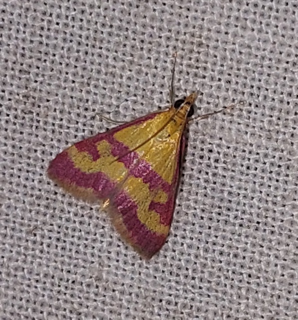 Pyrausta sanguinalis/virginalis