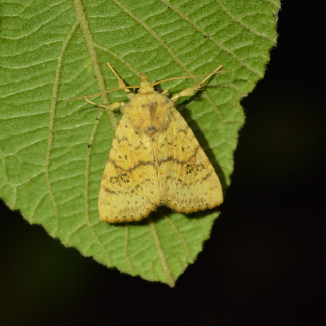 Tiliacea sulphurago - kénes sárgabagoly