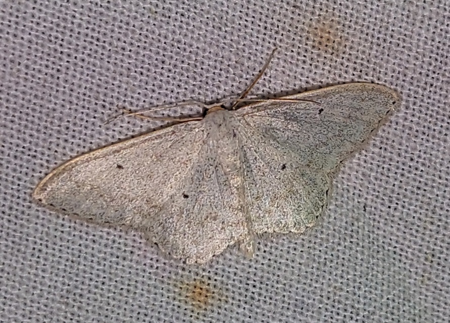 Scopula incanata - hamvas sávosaraszoló