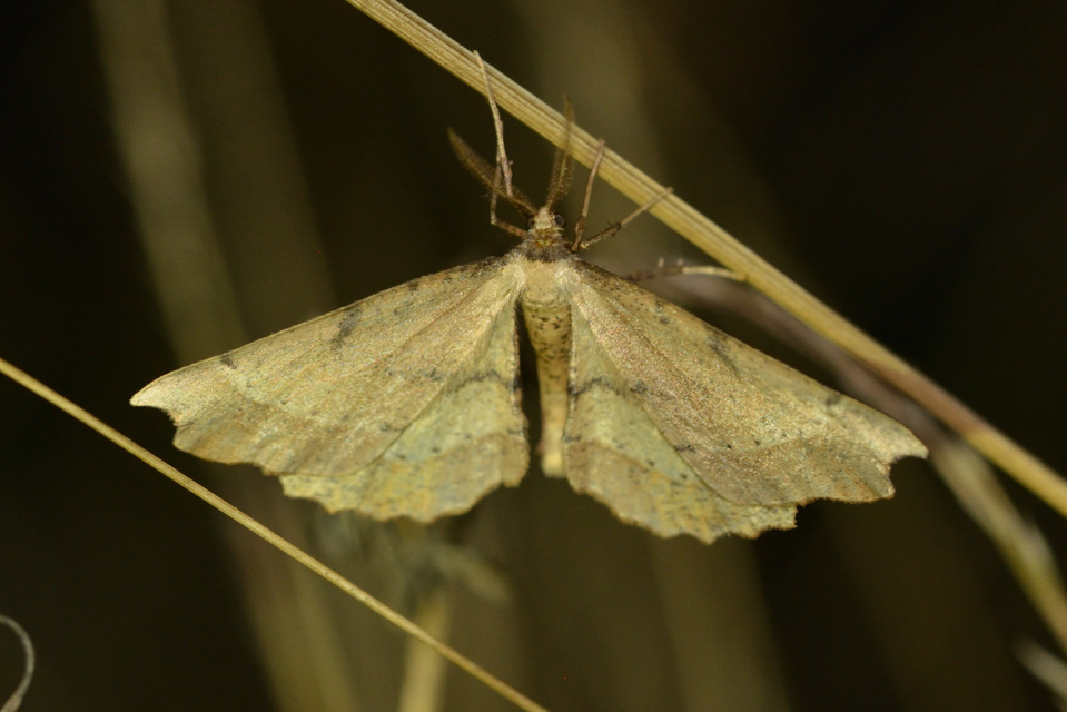 Artiora evonymaria - kecskerágó-araszoló