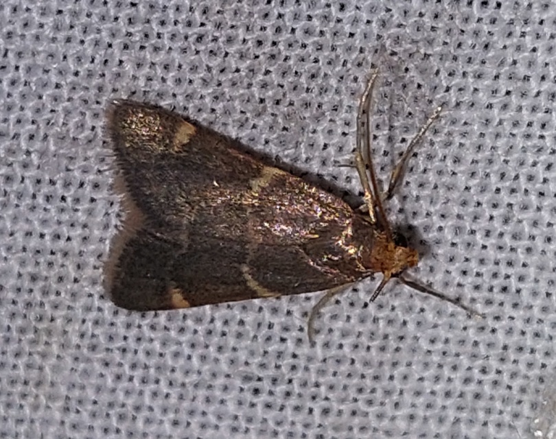 Pyralis perversalis - pusztai fényilonca Pyralis perversalis - pusztai fényilonca