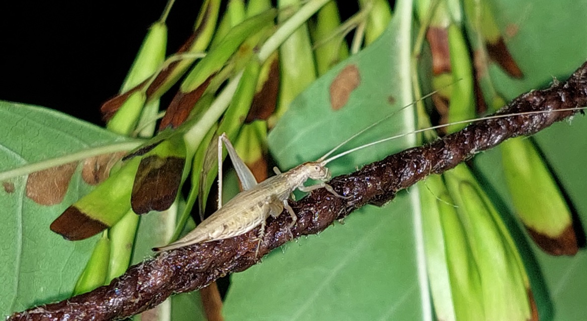 Oecanthus pellucens - pirregőtücsök