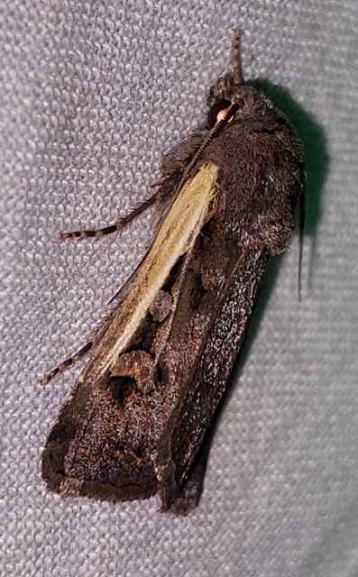 Euxoa hastifera pomazensis - szegélysávos földibagoly