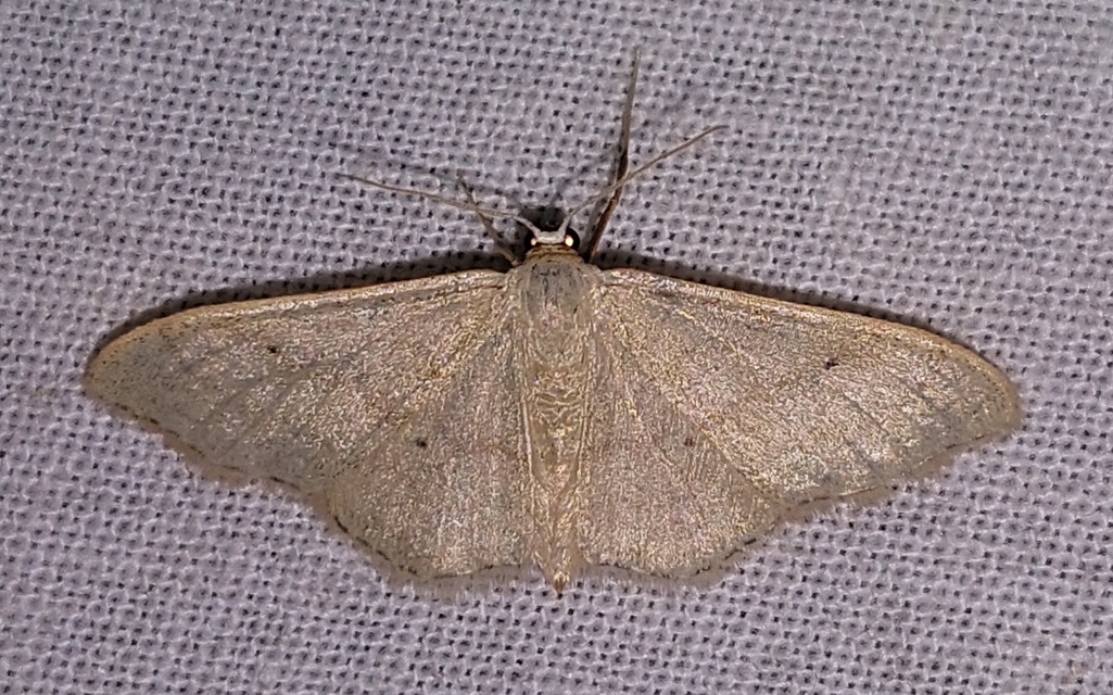 Idaea straminata - szalmasárga sávosaraszoló