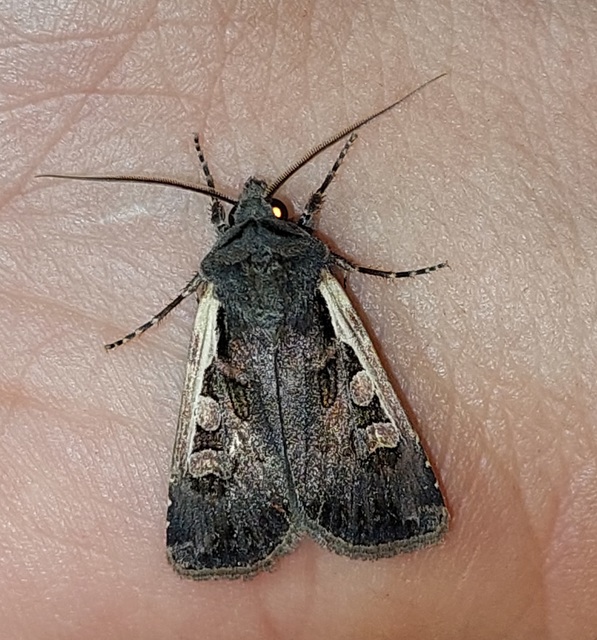 Euxoa hastifera pomazensis - szegélysávos földibagoly