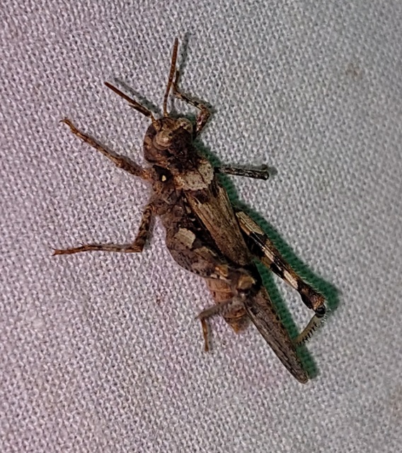 Acrotylus insubricus - önbeásósáska