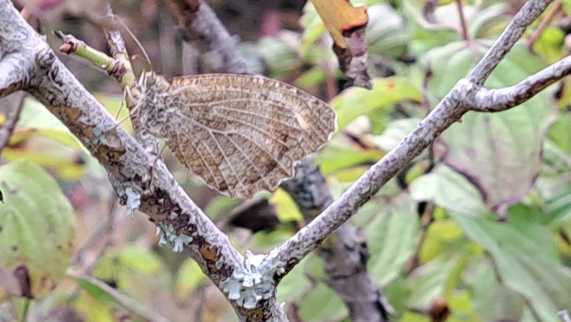 Arethusana arethusa - közönséges szemeslepke