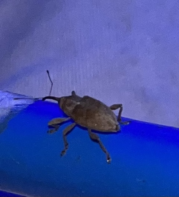 Curculio propinquus - halvány zsuzsóka