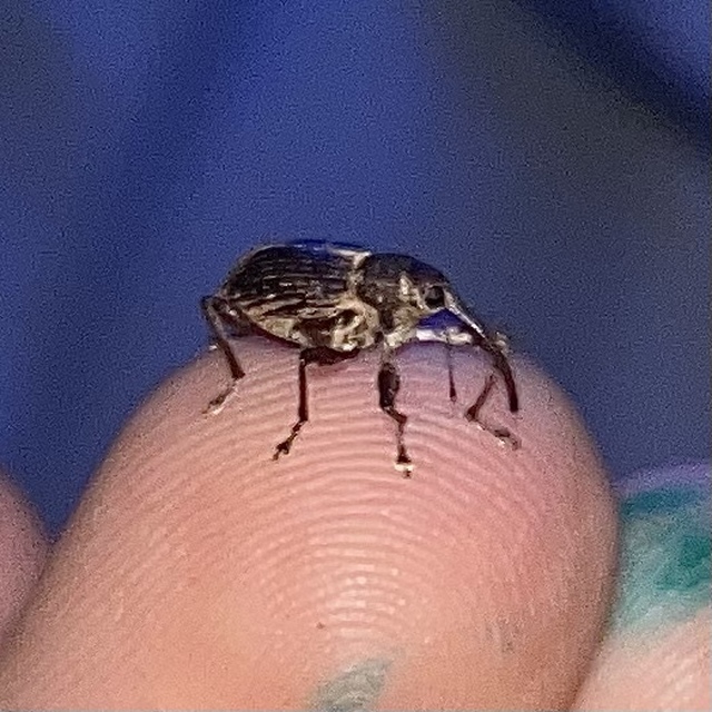 Curculio propinquus - halvány zsuzsóka