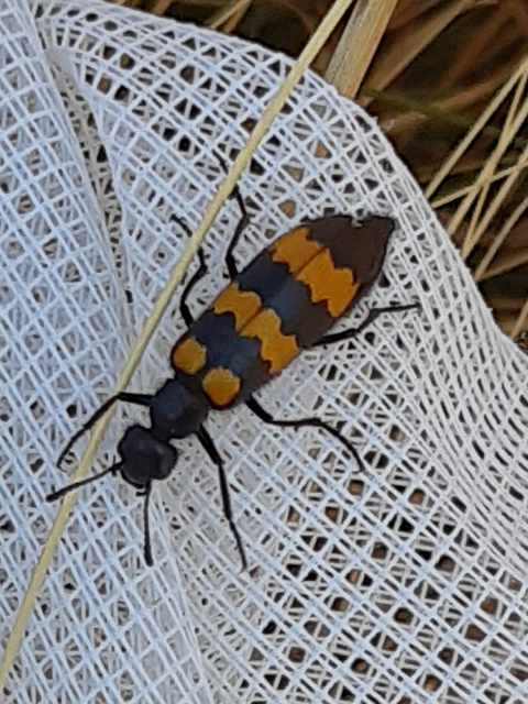 Mylabris variabilis - szalagos hólyaghúzó