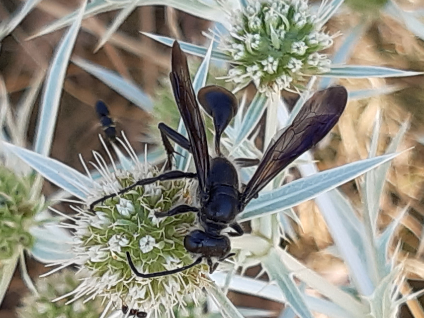 Isodontia mexicana - mexikói fűdarázs