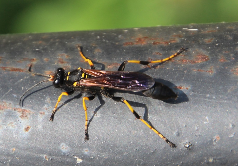 Sceliphron caementarium - feketenyelű lopódarázs
