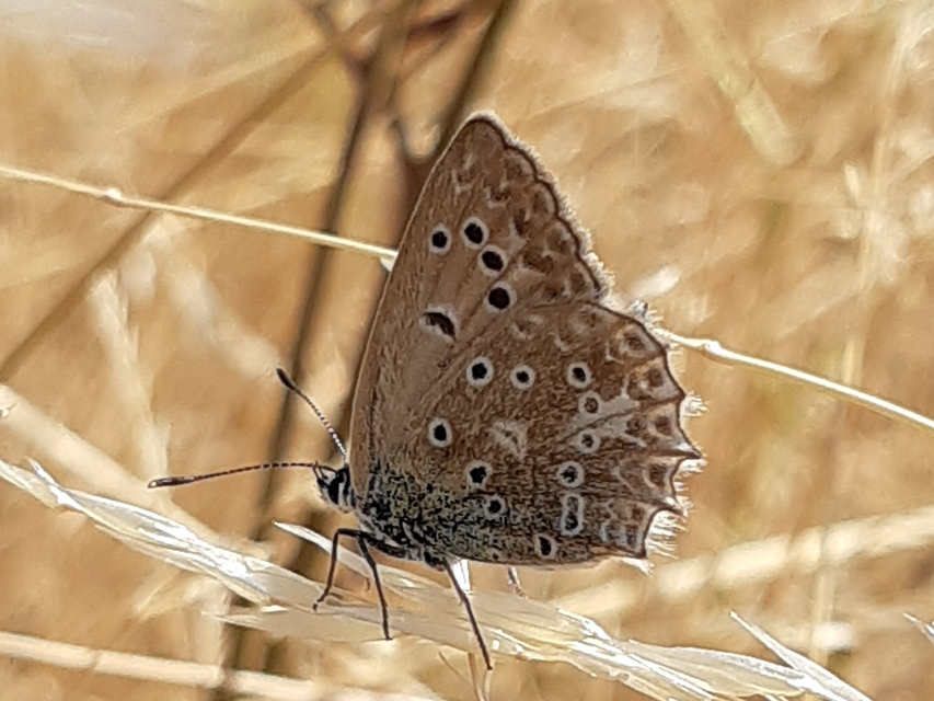 Polyommatus daphnis - csipkés boglárka