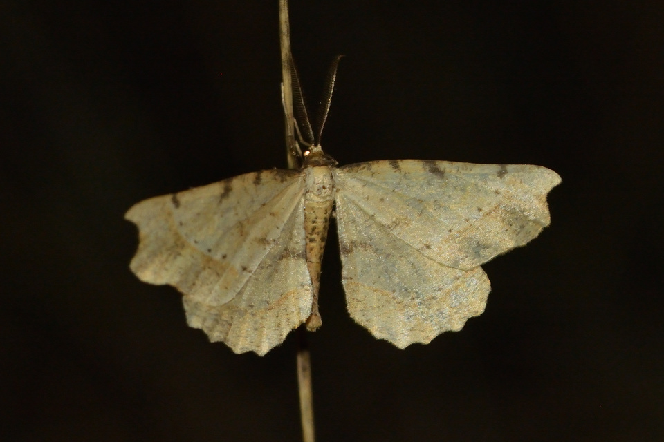 Artiora evonymaria - kecskerágó-araszoló