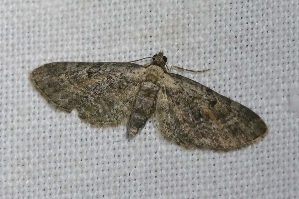 Eupithecia icterata - rozsdafoltos törpearaszoló