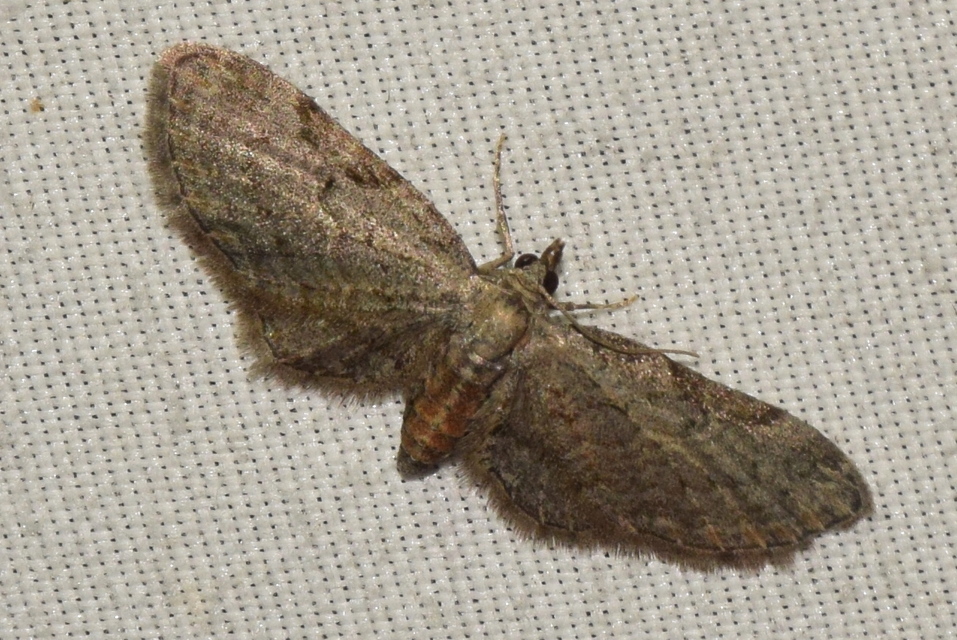 Eupithecia tenuiata - sötétszegélyű törpearaszoló