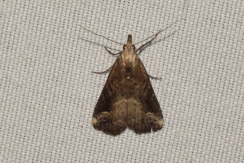 Schrankia costaestrigalis - keskenyszárnyú karcsúbagoly