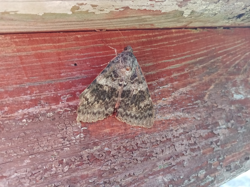 Catocala elocata - közönséges övesbagoly