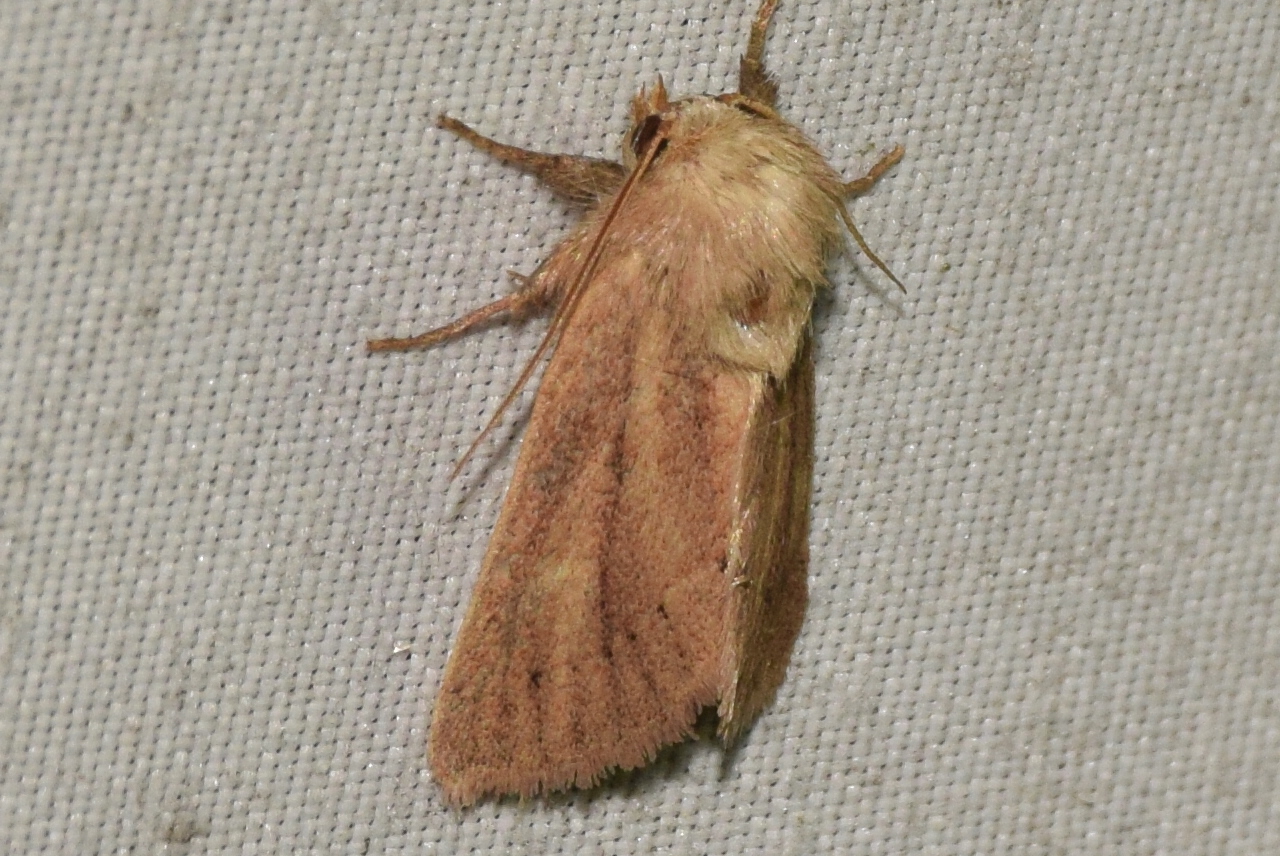 Denticucullus pygmina - apró sásbagoly