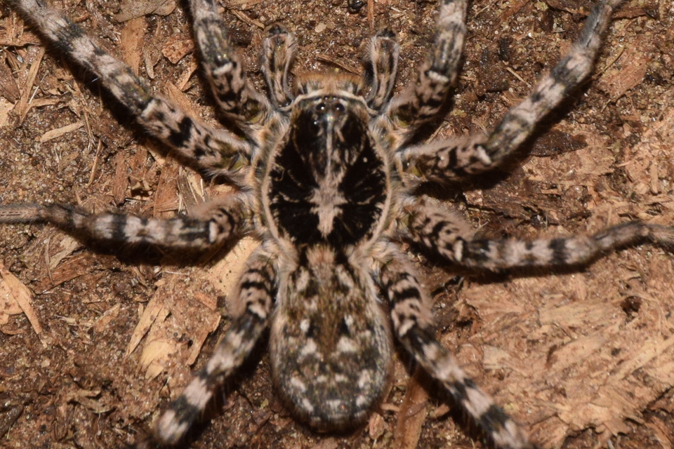 Lycosa singoriensis - szongáriai cselőpók