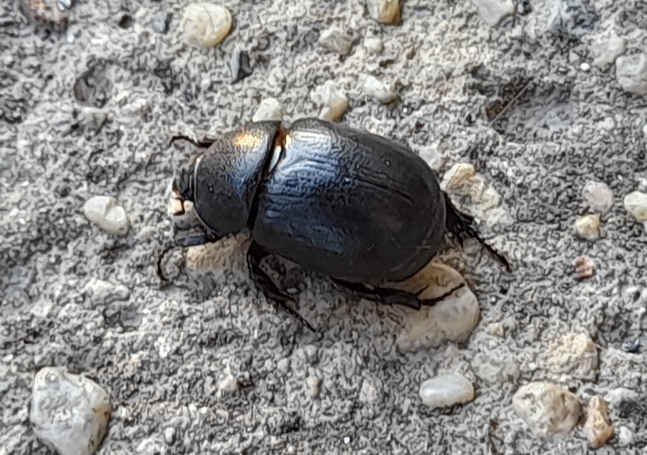 Pentodon idiota - butabogár