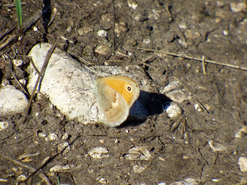 Coenonympha pamphilus - kis szénalepke