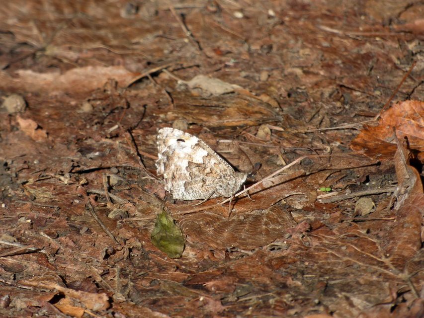 Hipparchia semele - barna szemeslepke