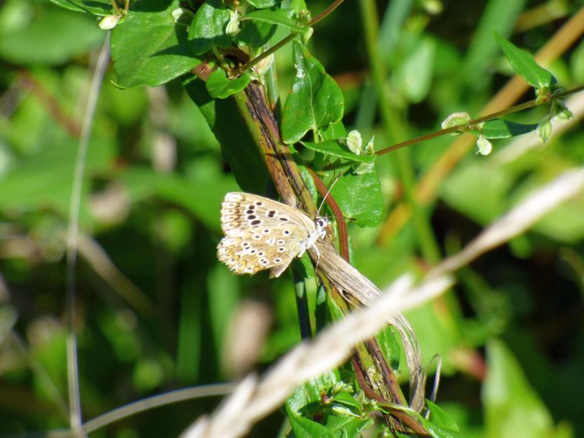 Polyommatus coridon - ezüstkék boglárka