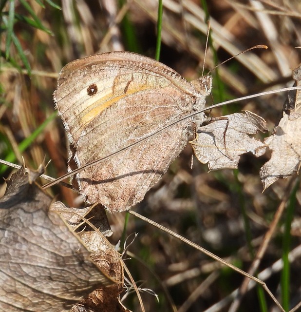 Arethusana arethusa - közönséges szemeslepke