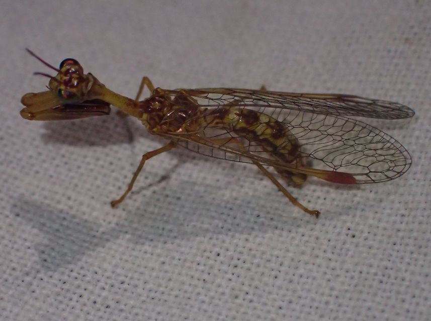 Mantispa styriaca - kétszínű fogólábú-fátyolka
