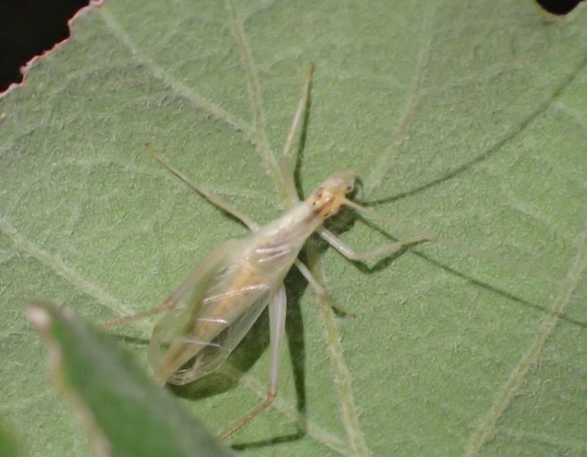 Oecanthus pellucens - pirregőtücsök