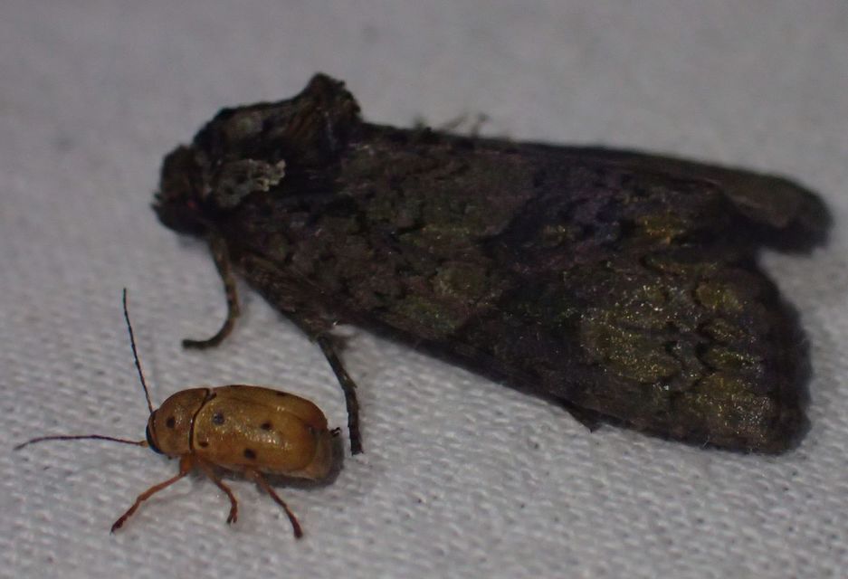Cryptocephalus octomaculatus - nyolcfoltos zömökbogár