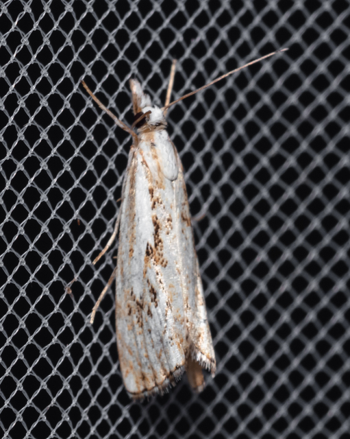 Catoptria falsella - hálós fűgyökérmoly