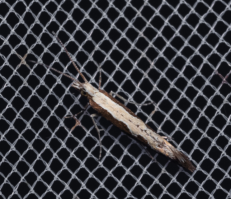 Plutella xylostella - káposztamoly