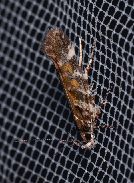 Aristotelia