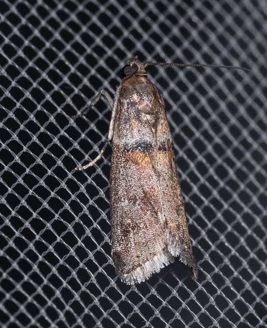 Phycitinae