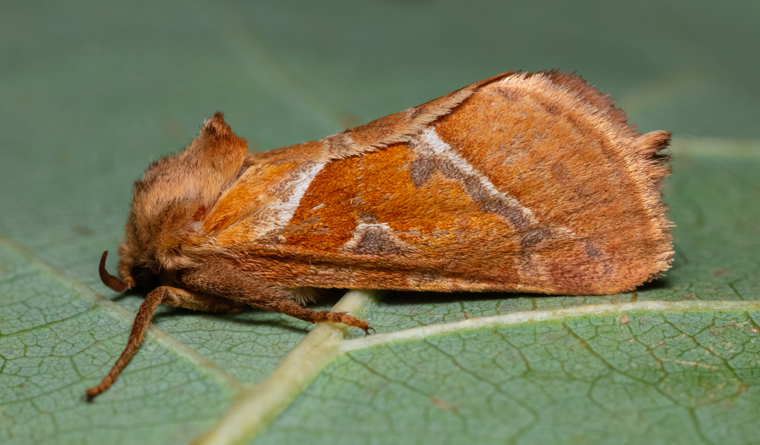 Triodia sylvina - kis gyökérrágólepke