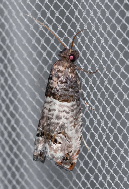 Tortricidae - sodrómolyfélék