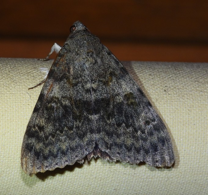 Catocala elocata - közönséges övesbagoly