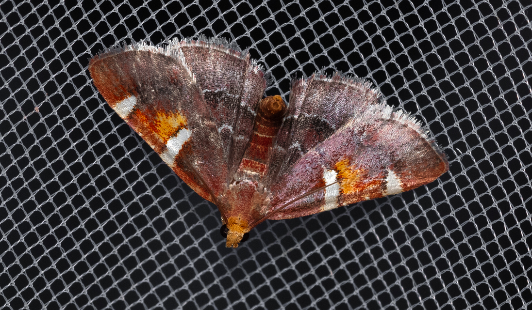 Pyralis regalis - pompás fényilonca