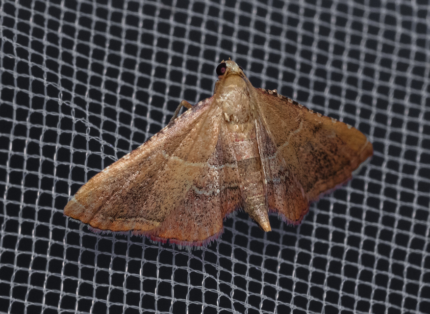 Endotricha flammealis - tüzesszárnyú fényilonca