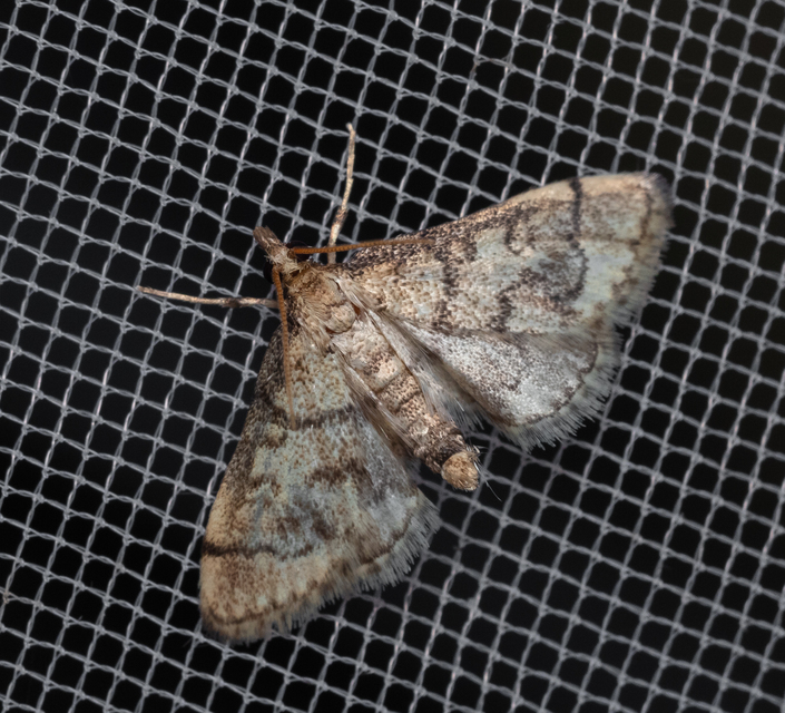 Metasia ophialis - kígyósávos tűzmoly