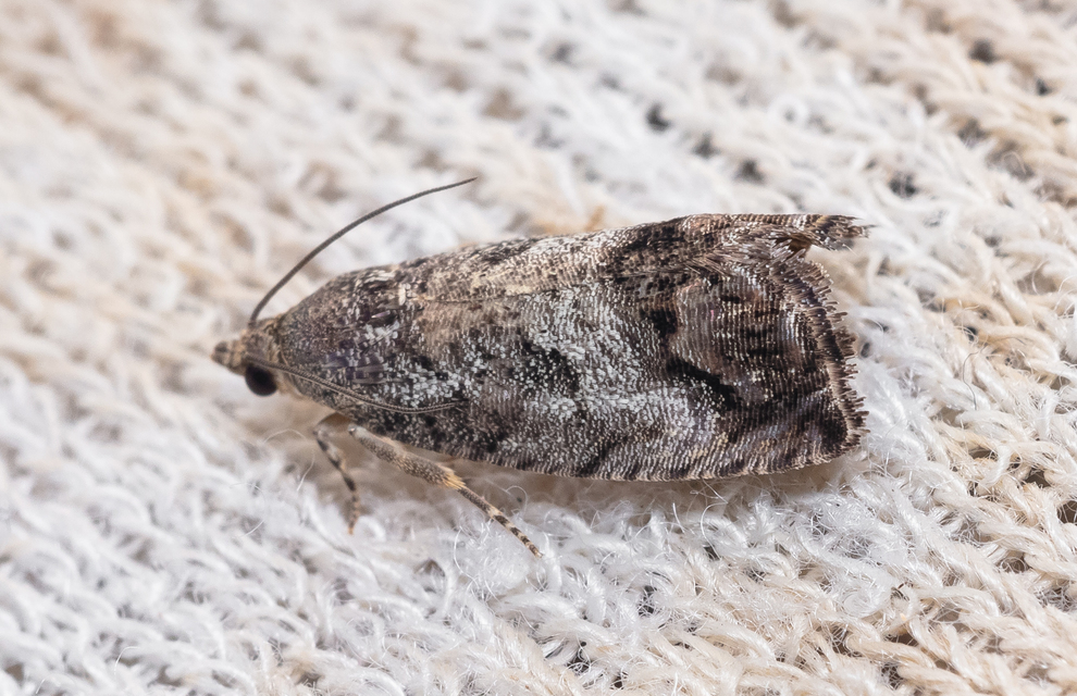 Cydia splendana - tölgymakkmoly