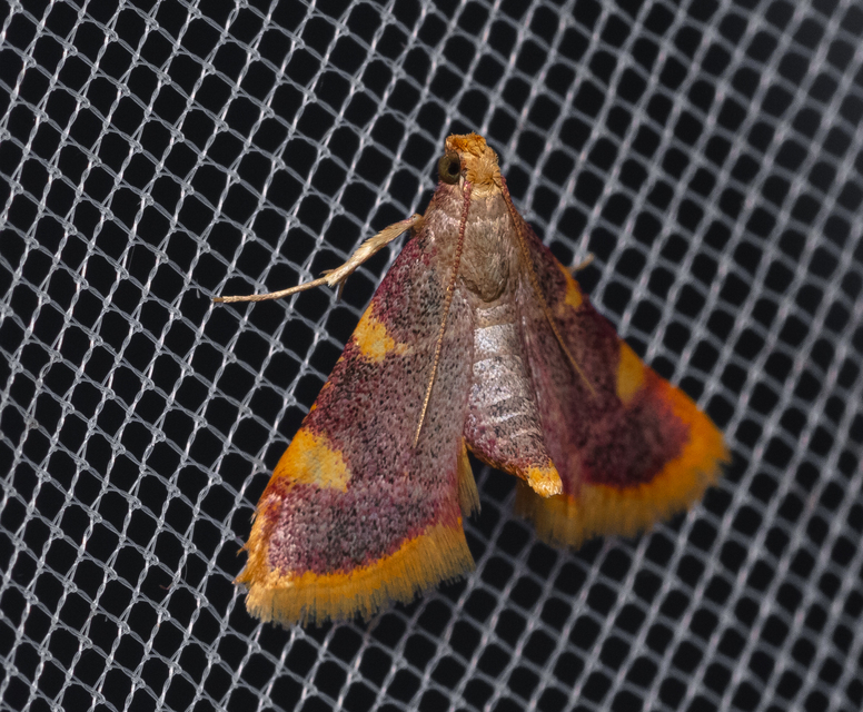 Hypsopygia costalis - szénailonca