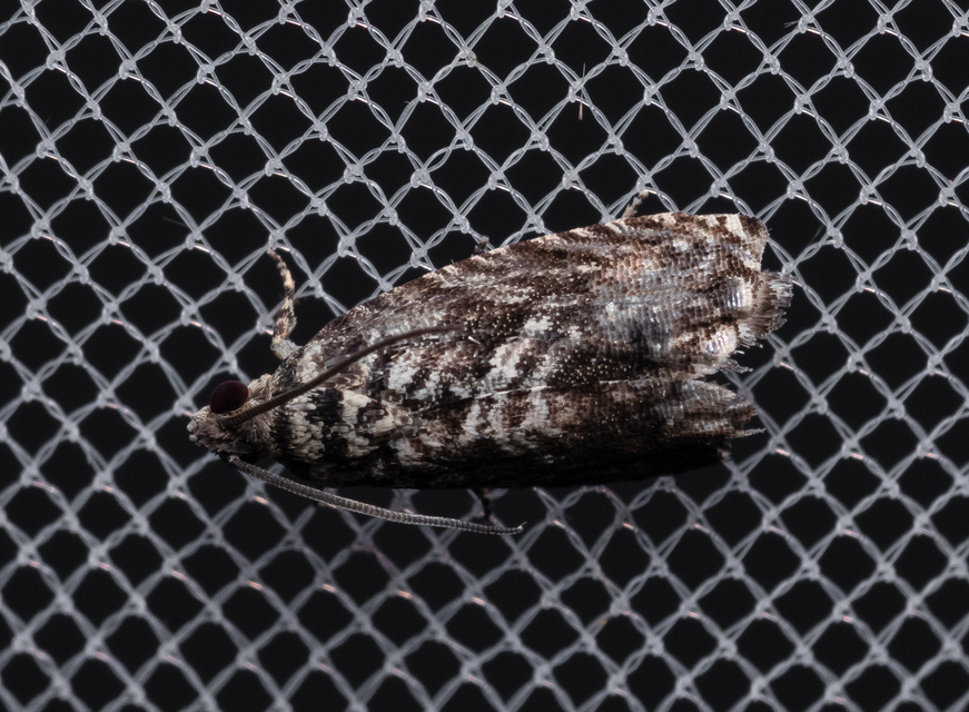 Tortricidae - sodrómolyfélék