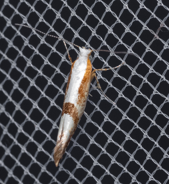 Argyresthia
