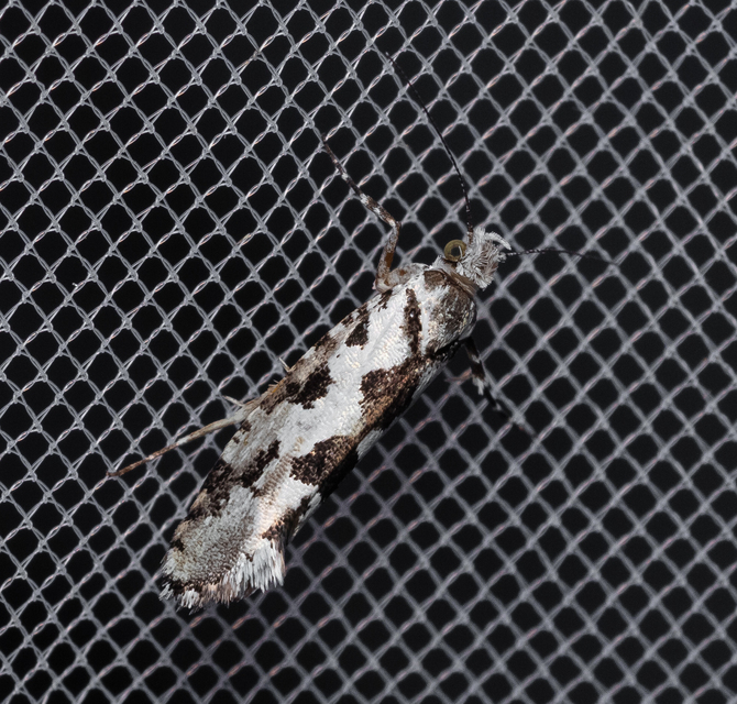 Ypsolopha sequella - ligeti tarkamoly