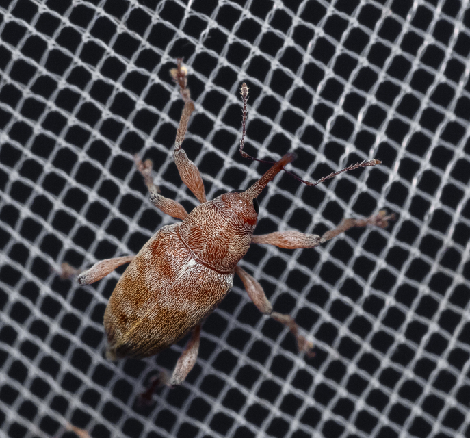 Curculio propinquus - halvány zsuzsóka