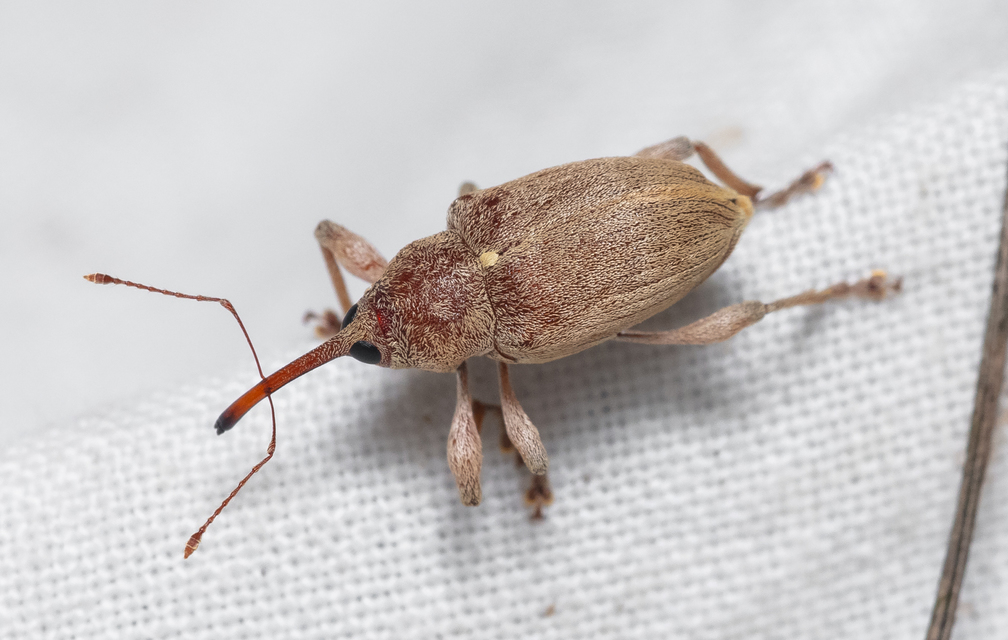 Curculio propinquus - halvány zsuzsóka