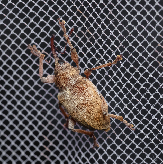 Curculio propinquus - halvány zsuzsóka
